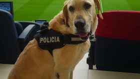 Unkas, el perro de los Mossos que participó en el servicio del atentado del 17-A / MOSSOS D'ESQUADRA