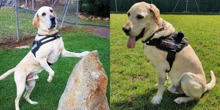 Unkas, el perro de la Unidad Canina de los Mossos que ha fallecido / MOSSOS D'ESQUADRA 