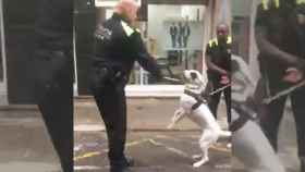 Imágenes del vídeo en que se observa como un policía local agrede a un perro / TWITTER (@LunaJavier6)