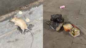 Los restos de comida atraen a las ratas y cucarachas en el Raval / CEDIDA