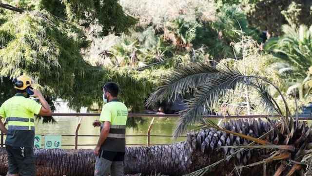 Palmera caída en Barcelona / EFE