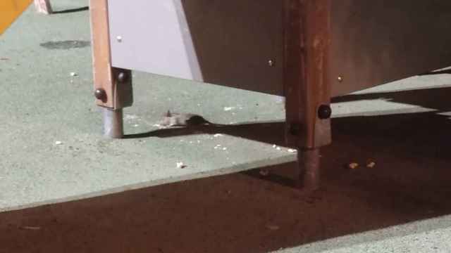 Ratas en el parque infantil de Badalona / CEDIDA