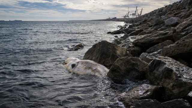 Imagen de la ballena varada en la playa de Barcelona / EUROPA PRESS