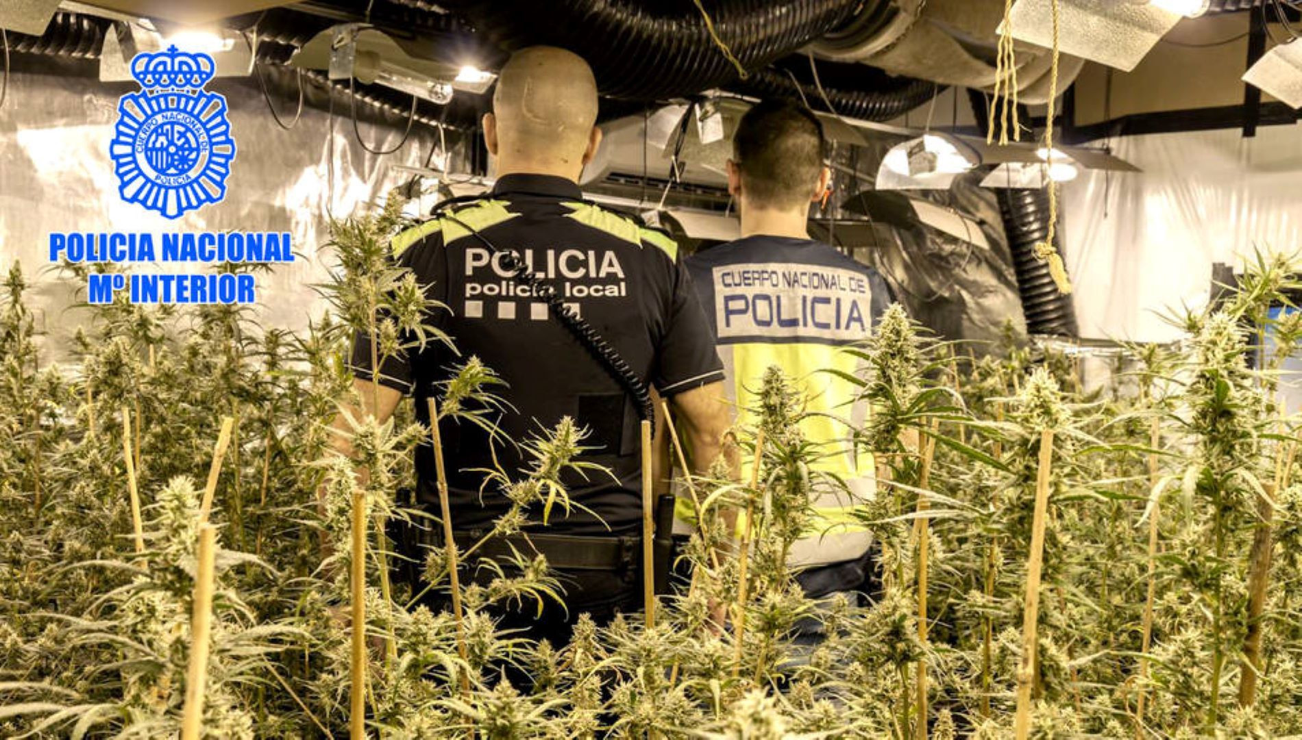 Plantación de marihuana en Cubelles / POLICÍA NACIONAL