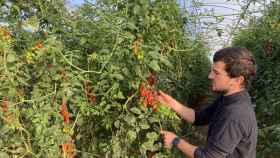 Xavi Calbet en el invernadero de tomates cherri / MA (Lorena Hens)