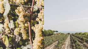 Zona vitivinícola donde se produce el mejor cava de España / ALTA ALELLA