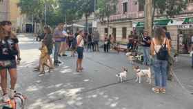 Manifestación para la creación de parques caninos en Sant Feliu / NÀSTIA MAS
