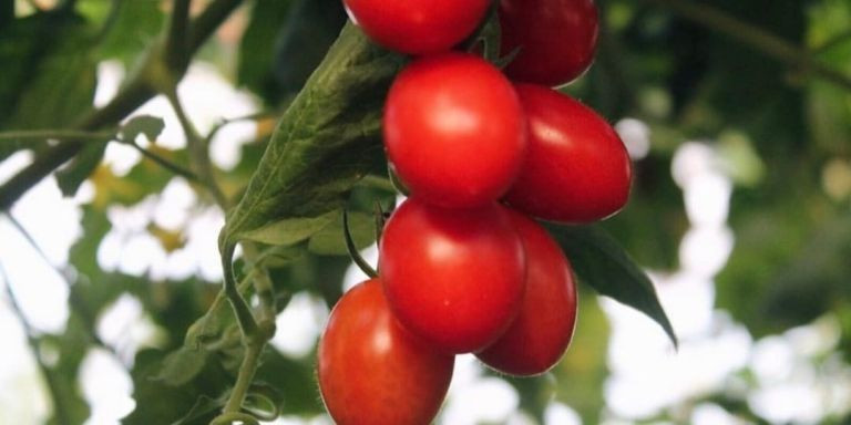 Rama de tomates cherri del invernadero de la familia Llopis / CEDIDA