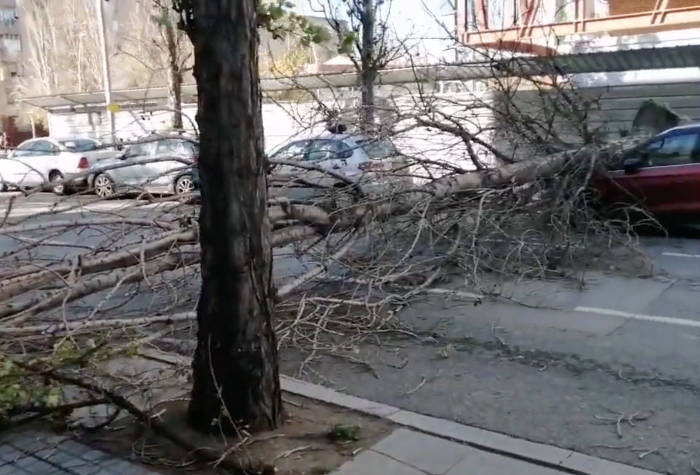 Un árbol cae encima de un coche por el fuerte viento en Sant Adrià de Besòs / TWITTER