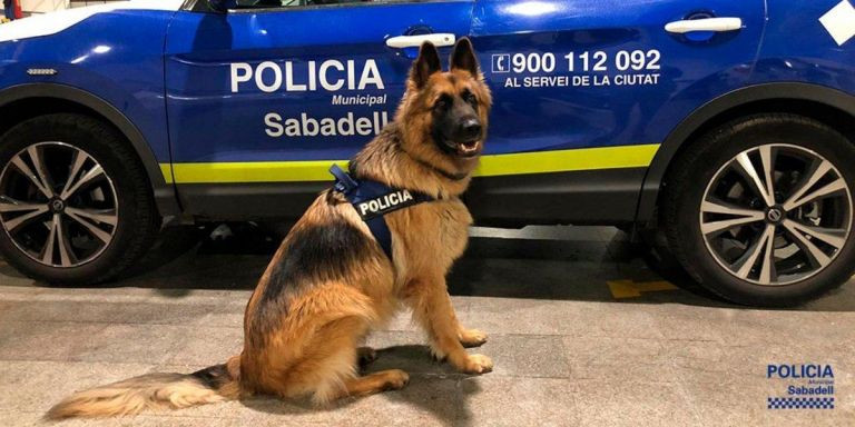 Un perro de la Unidad Canina de la Policía Municipal de Sabadell / AJUNTAMENT DE SABADELL