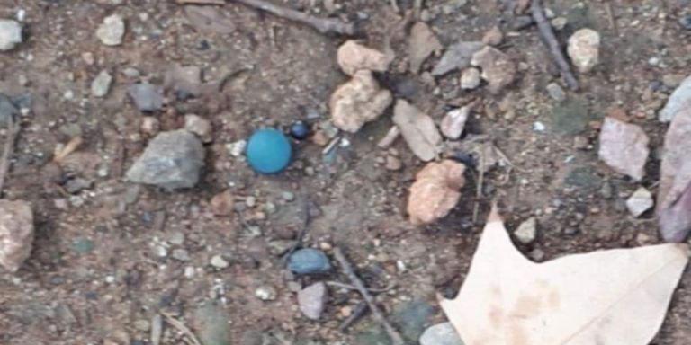 Una de las pastillas azules que vecinos de Sant Andreu sospechan que puede ser causante de las muertes de perros / CEDIDA