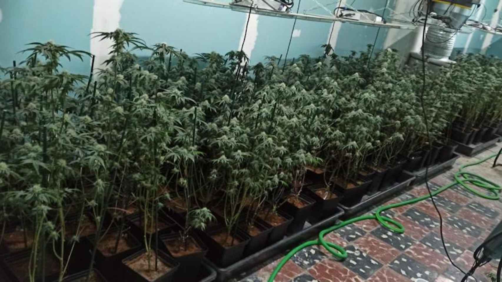 Plantación de marihuana ilegal en Santa Coloma