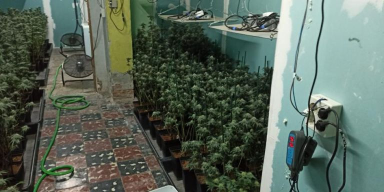 Plantación ilegal de marihuana en Santa Coloma