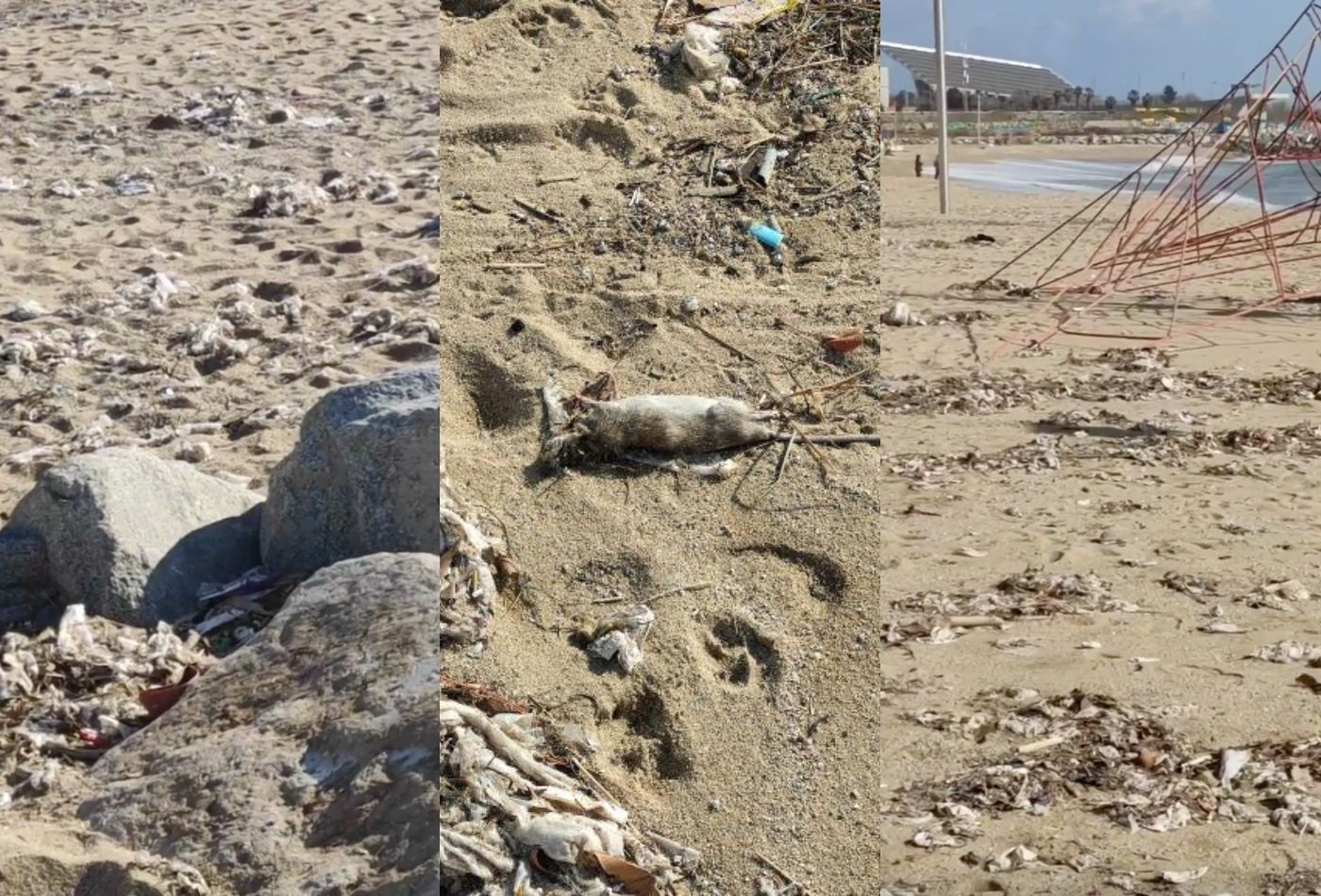 Una rata muerta en una playa de Barcelona / CEDIDA