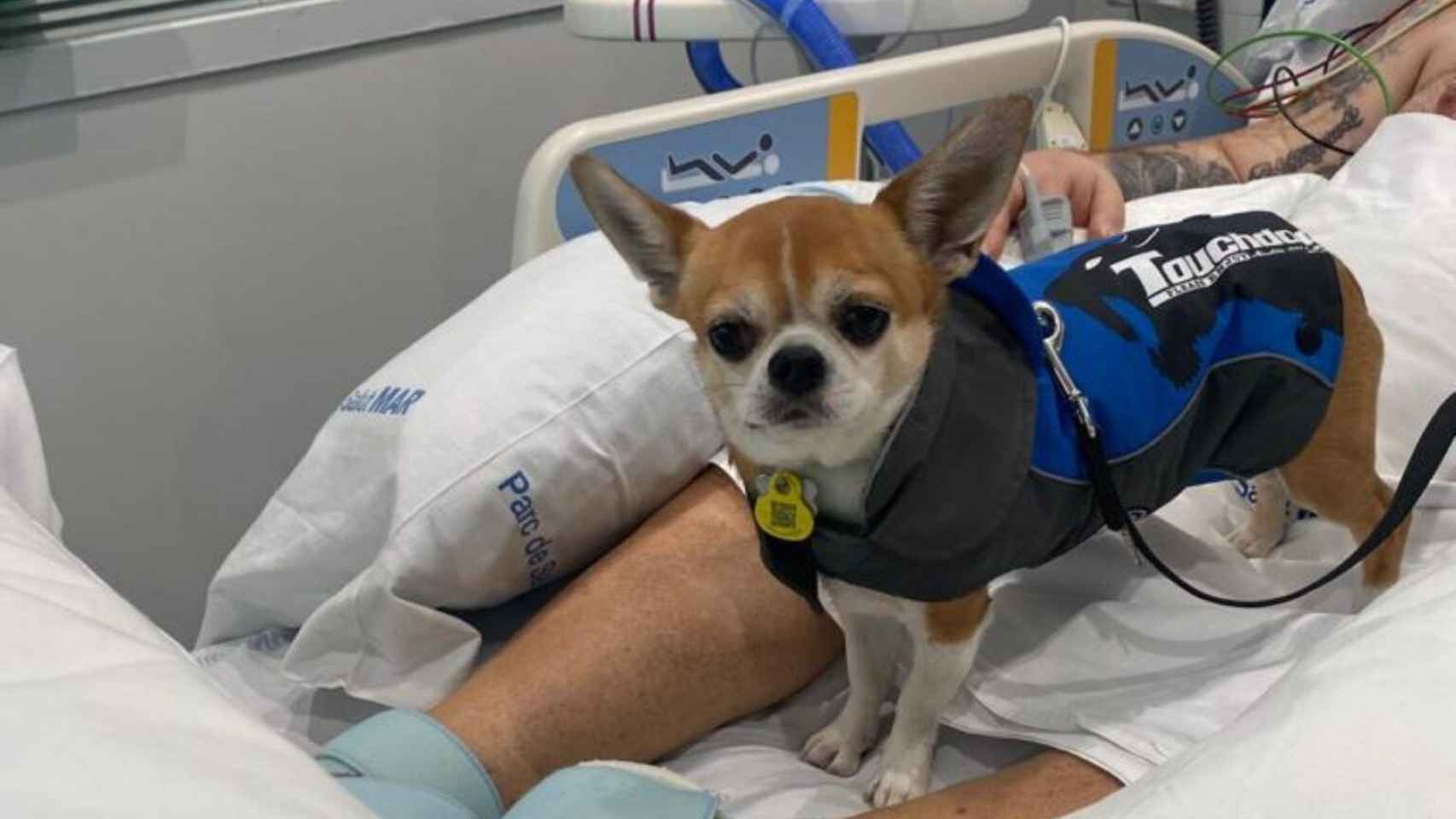 Un perro visita a su dueño en la UCI del hospital del Mar / HOSPITAL DEL MAR