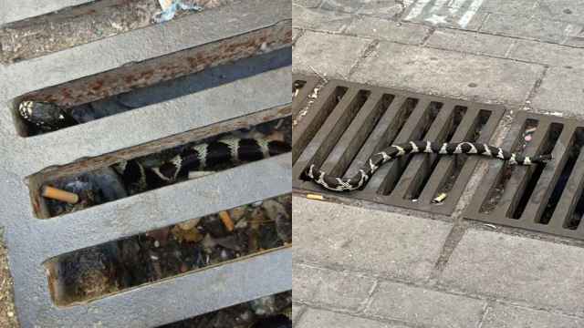 Una serpiente se desplaza por las calles de Badalona / RRSS