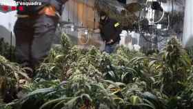 Los Mossos d'Esquadra destapan una plantación de marihuana / MOSSOS D'ESQUADRA