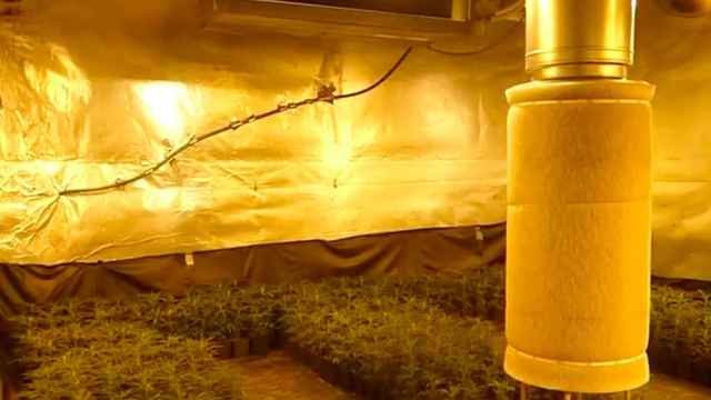 Una plantación de marihuana en una nave industrial / MOSSOS D'ESQUADRA