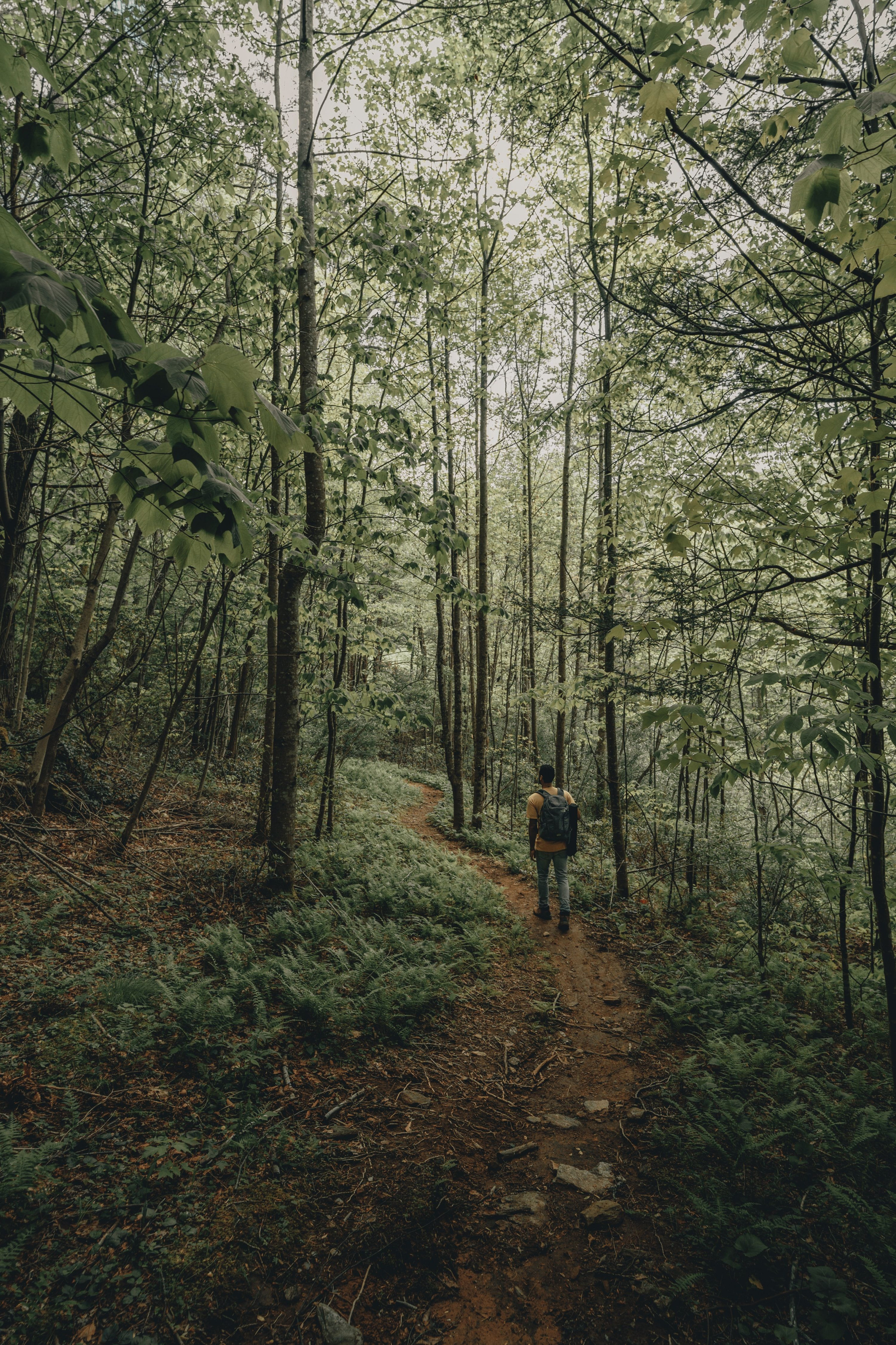 Persona de excursión por el bosque / UNSPLASH