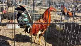 Granja ilegal de gallos en Sant Joan Despí / MOSSOS D'ESQUADRA