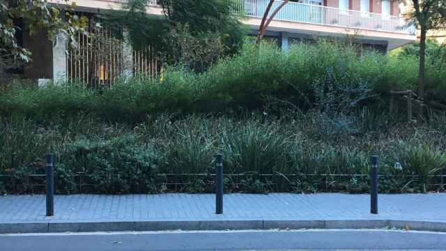 Vegetación en una calle de Les Corts / RP