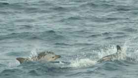 Delfines en la costa de Barcelona / MAR A LA VISTA