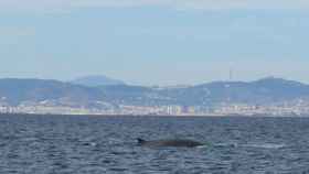 Ballenas en la costa de Barcelona / MAR A LA VISTA