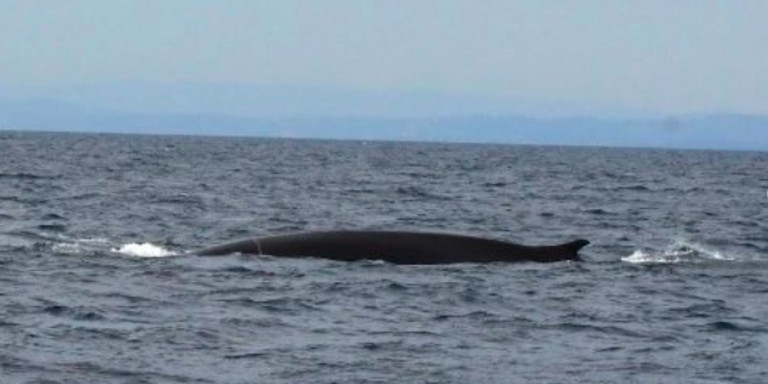 Una ballena en la costa de Barcelona / MAR A LA VISTA