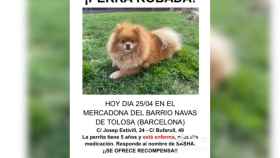 Cartel de desaparición de Sasha, una pomeranian toy que ha sido robada en Barcelona / TIKTOK
