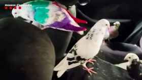 Las palomas robadas en Gavà / MOSSOS D'ESQUADRA
