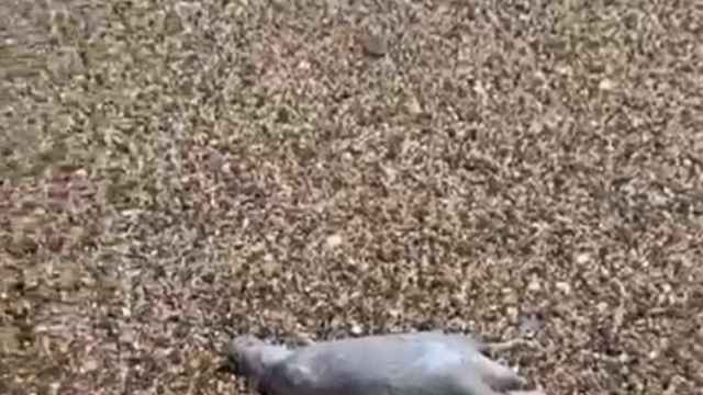 Una rata muerta en la playa de Barcelona / CEDIDA