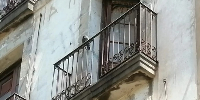 Ventanal del inmueble degradado de Ciutat Vella con una paloma apoyada / ANDONI BERNÁ