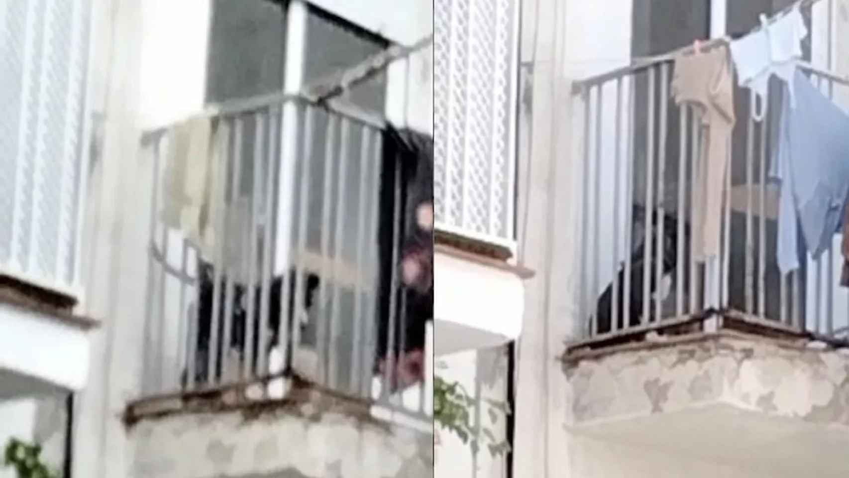 El perro maltratado y abandonado en un balcón de Badalona / CEDIDAS