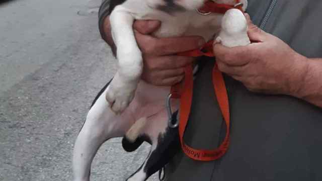 El cachorro rescatado en un balcón del barrio de Bufalà / AYUNTAMIENTO DE BADALONA