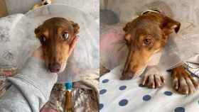 Aura, la perra operada del corazón en Badalona / RRSS