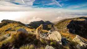 Perro en la montaña / PEXELS