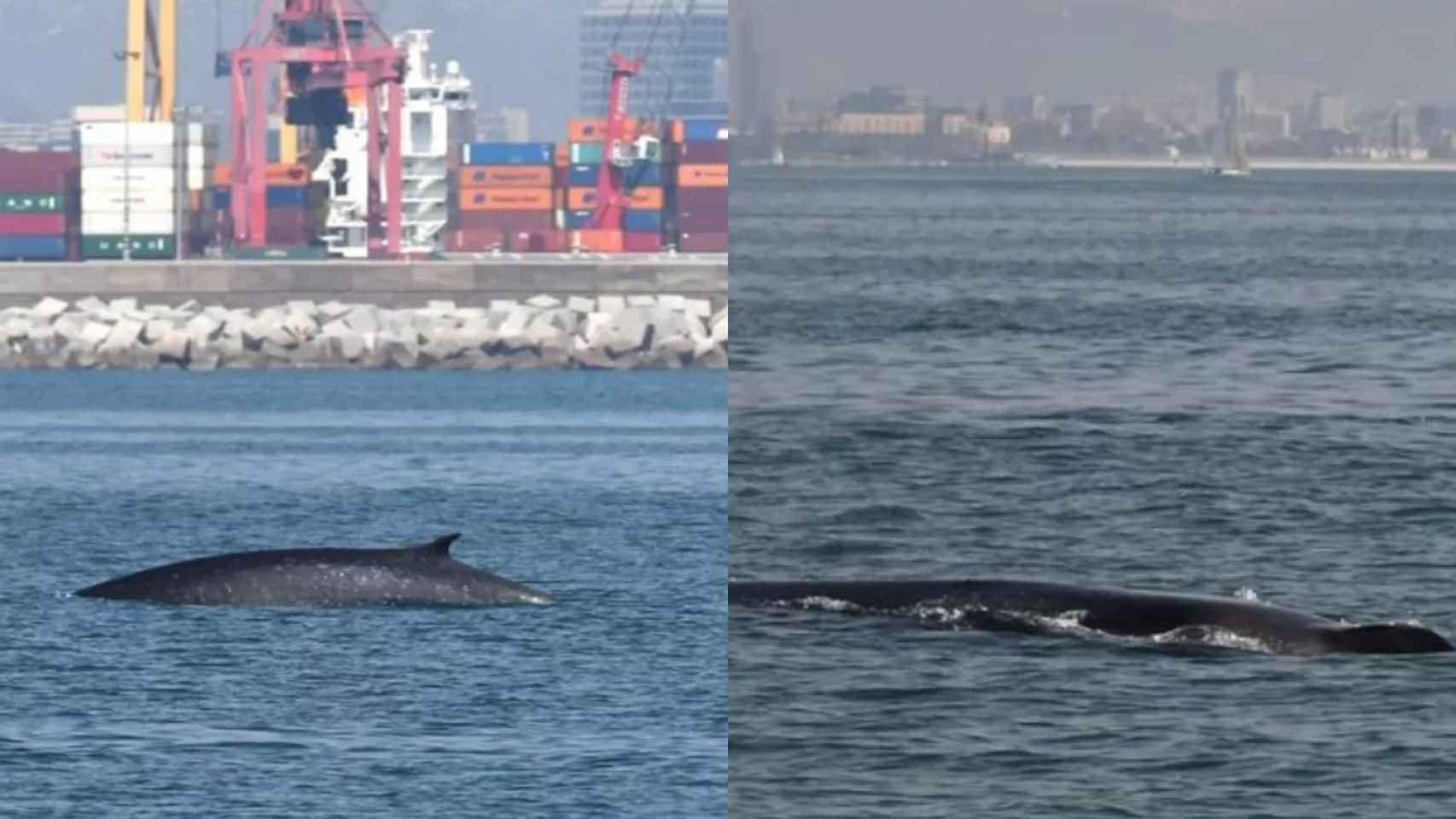 Imágenes de la ballena cerca del Port de Barcelona / MAR A LA VISTA