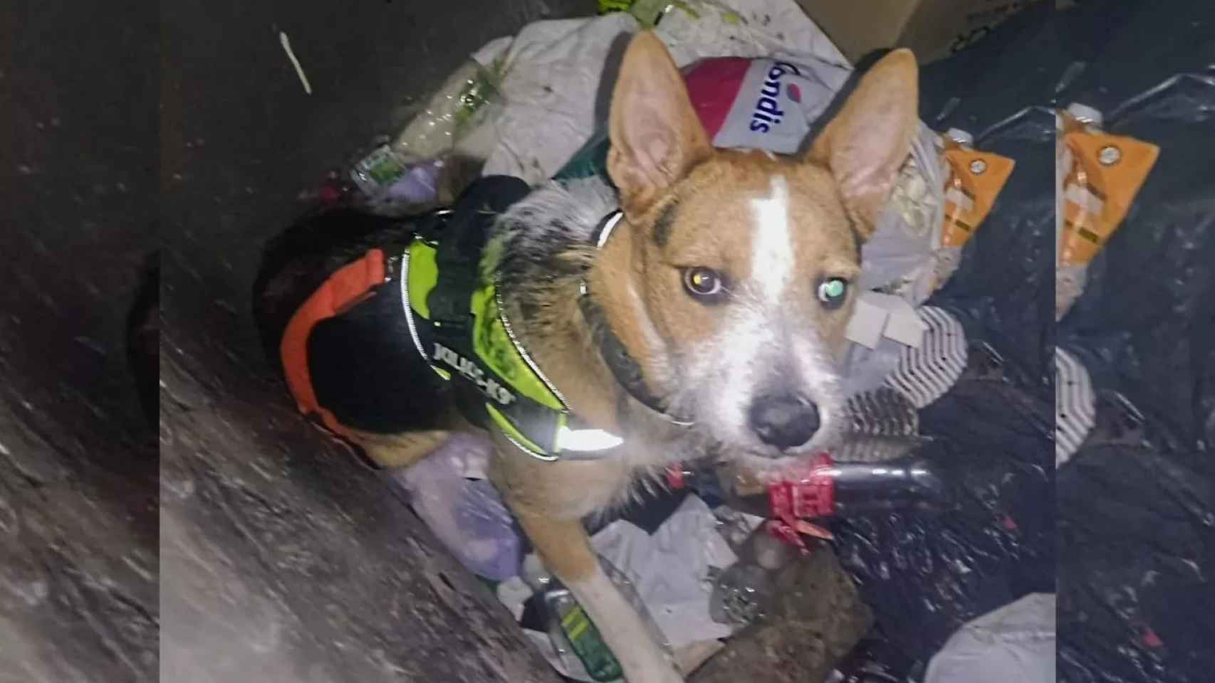 El perro abandonado en un contenedor de basura en Badalona / ÀREES DE GOSSOS BADALONA