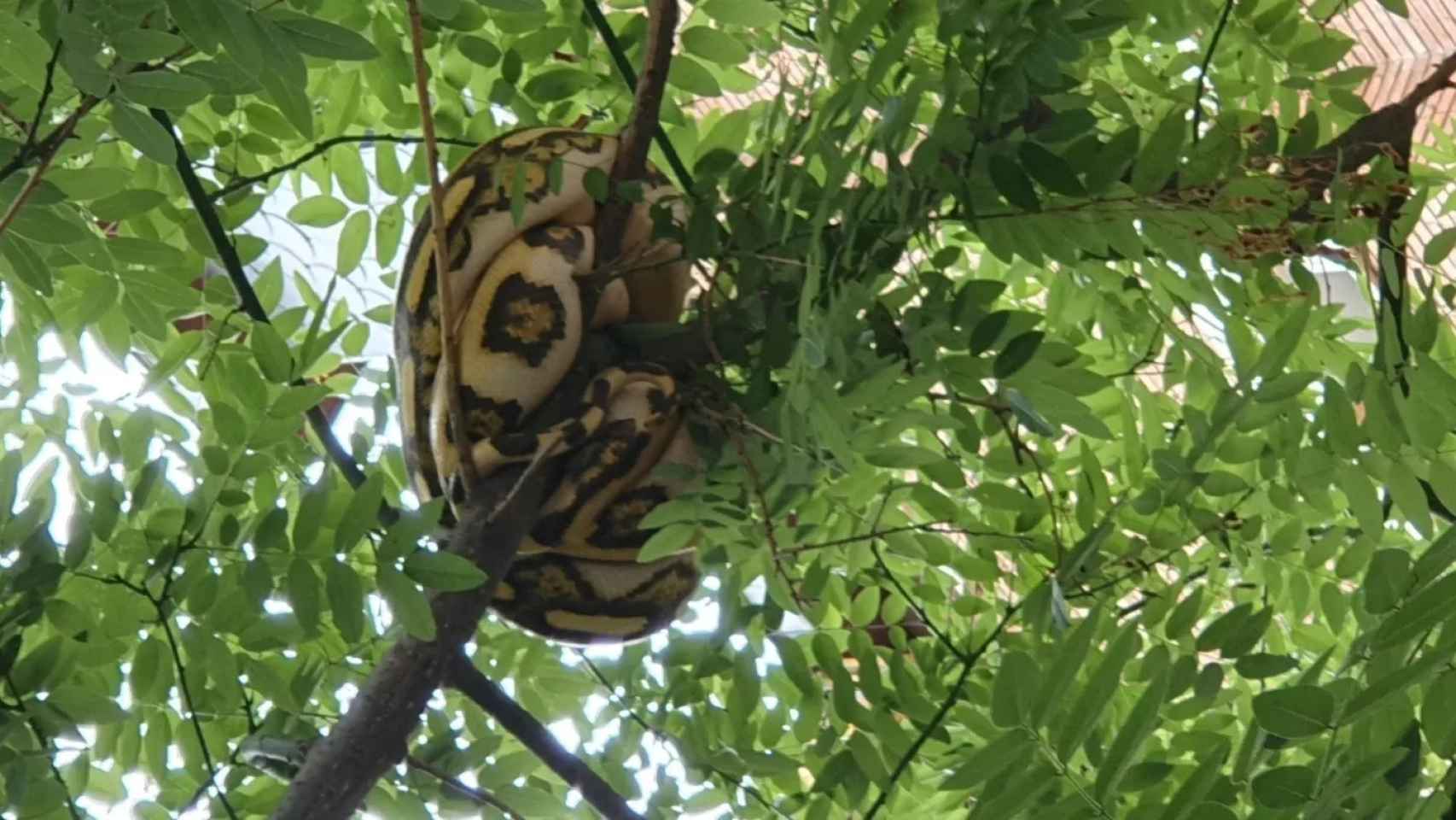 La serpiente colgada en un árbol en Barcelona / REDES SOCIALES