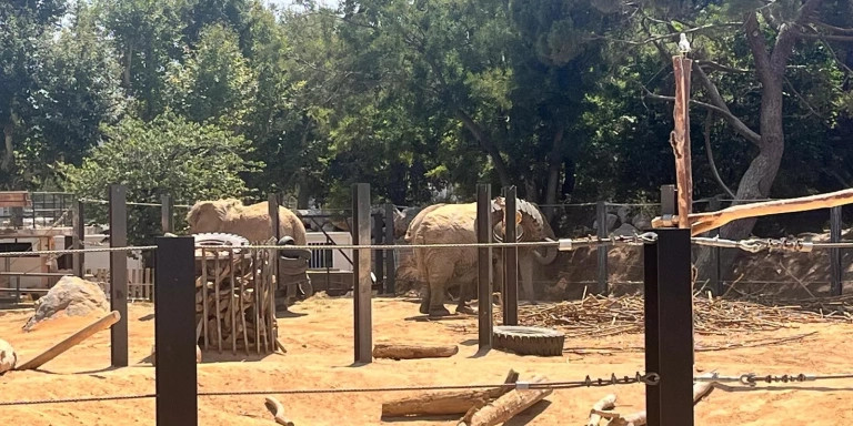 Las tres elefantas Susi, Yoyo y Bully, comiendo / METRÓPOLI