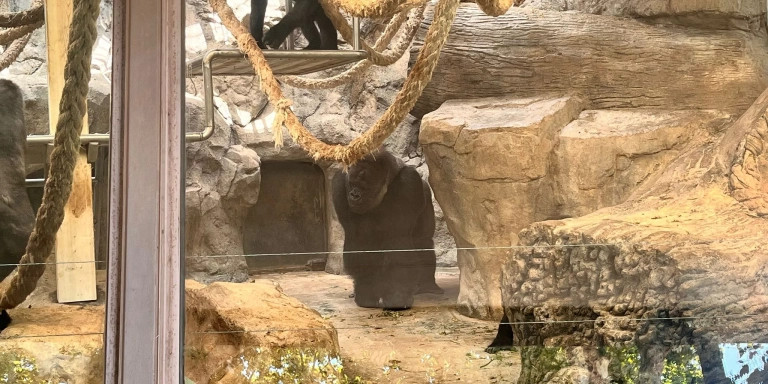 El gorila Ebobo en el interior de su recinto del Zoo de Barcelona / METRÓPOLI