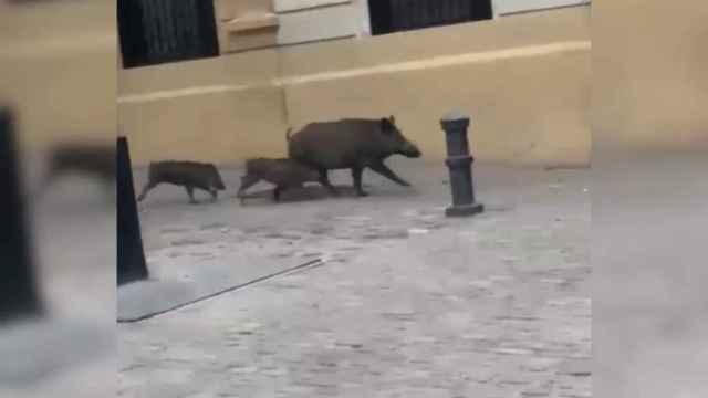 Jabalíes avistados en Sarrià / CEDIDA