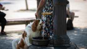 Un perro bebe agua de una fuente en La Barceloneta / EUROPA PRESS - David Zorrakino