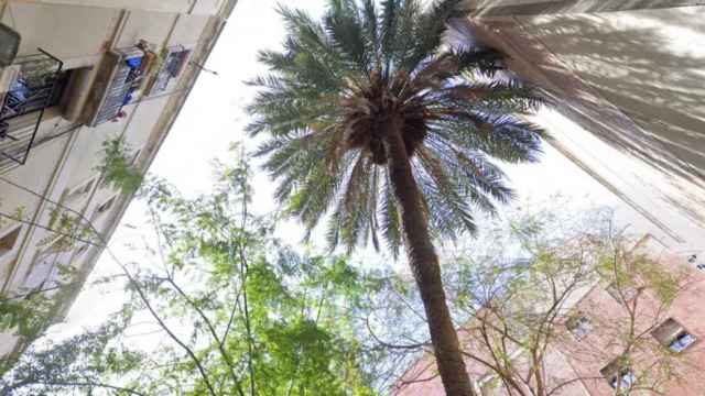 Palmera que ha caído encima de una mujer en la plaza Emili Vendrell / GOOGLE