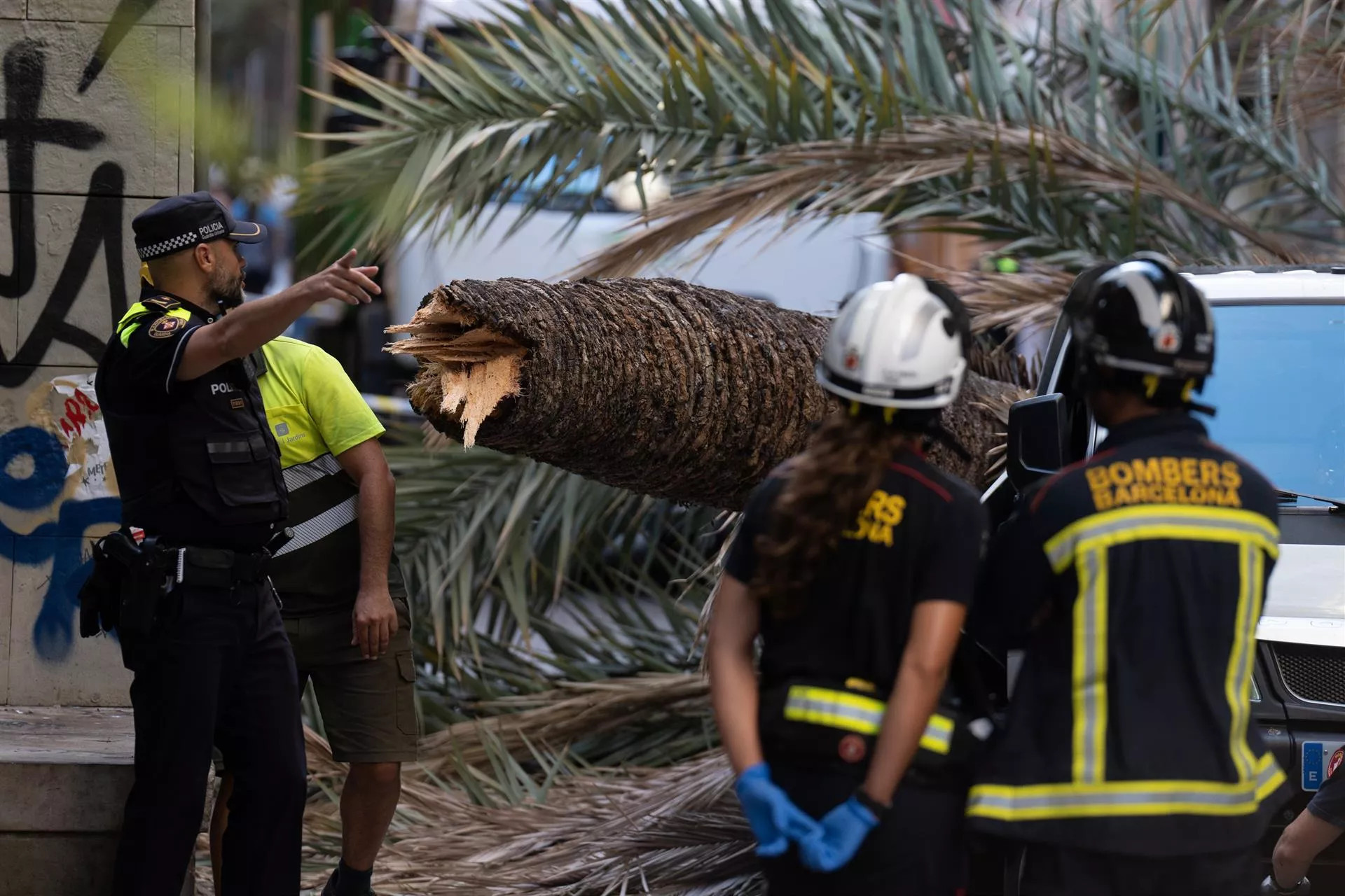 Una palmera ha caído en el barrio del Raval de Barcelona / DAVID ZORRAKINO (EP)