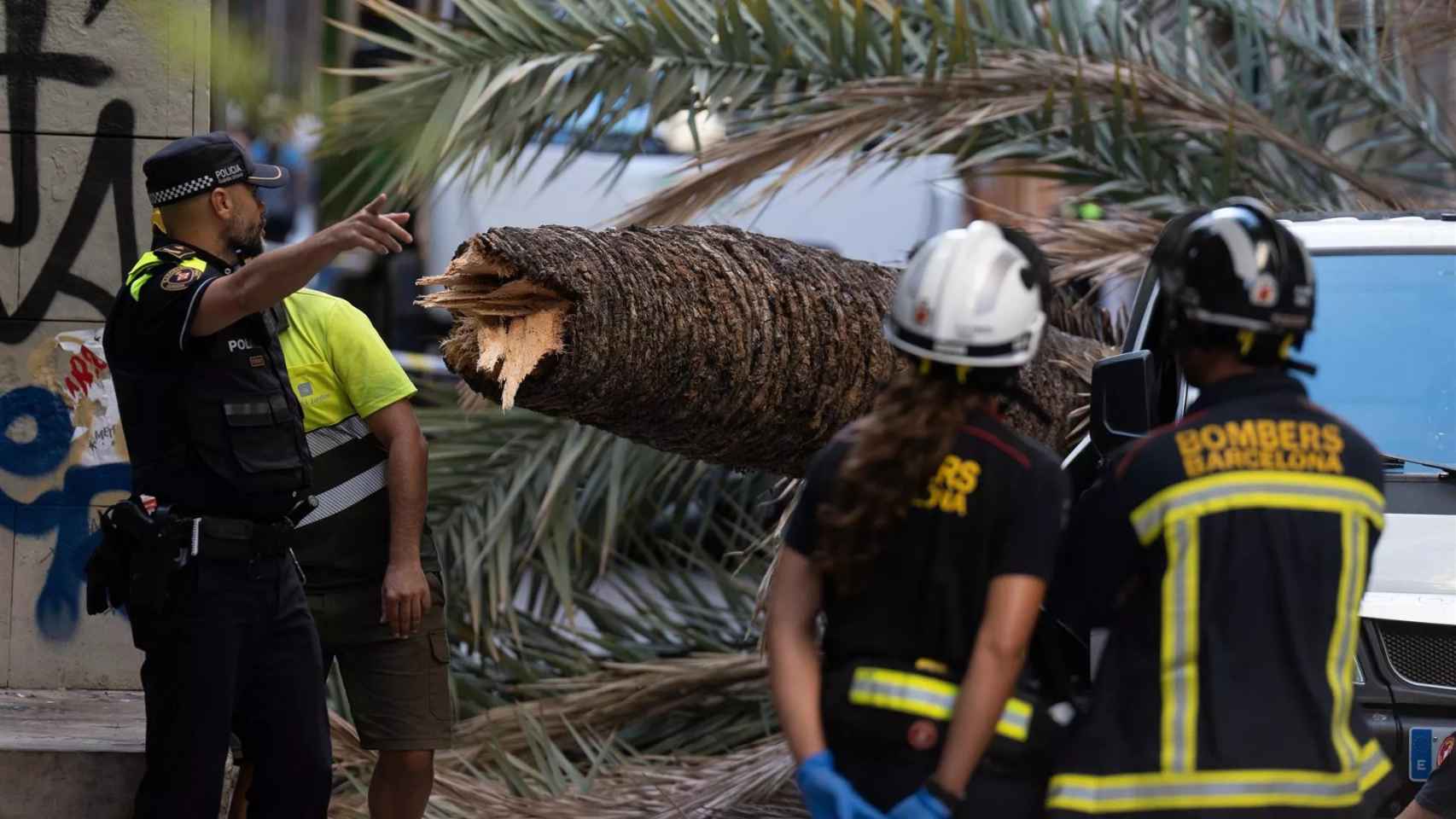 Una palmera ha caído en el barrio del Raval de Barcelona / DAVID ZORRAKINO (EP)