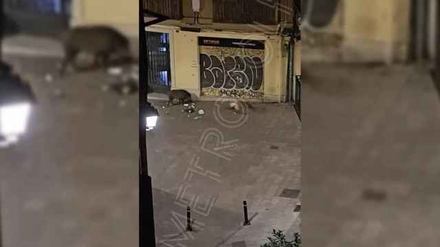 Una piara de jabalíes pasea por el barrio de Sarrià en Barcelona / CEDIDA