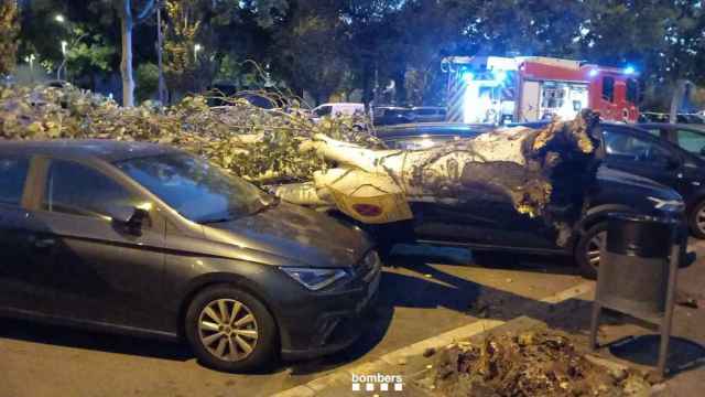 Cae un árbol de grandes dimensiones en Sant Boi de Llobregat / BOMBEROS