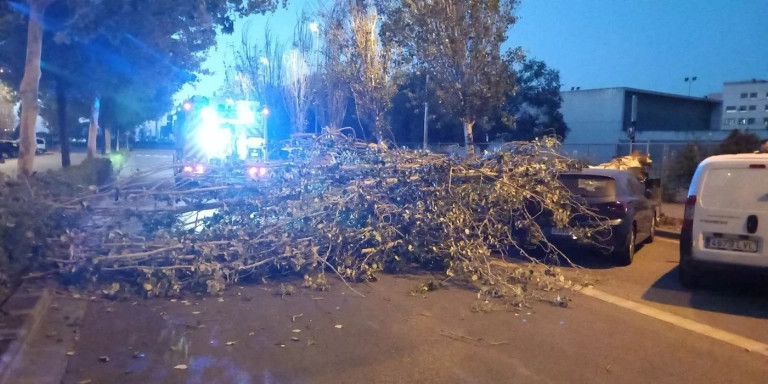 Cae un árbol de grandes dimensiones en Sant Boi de Llobregat / BOMBEROS