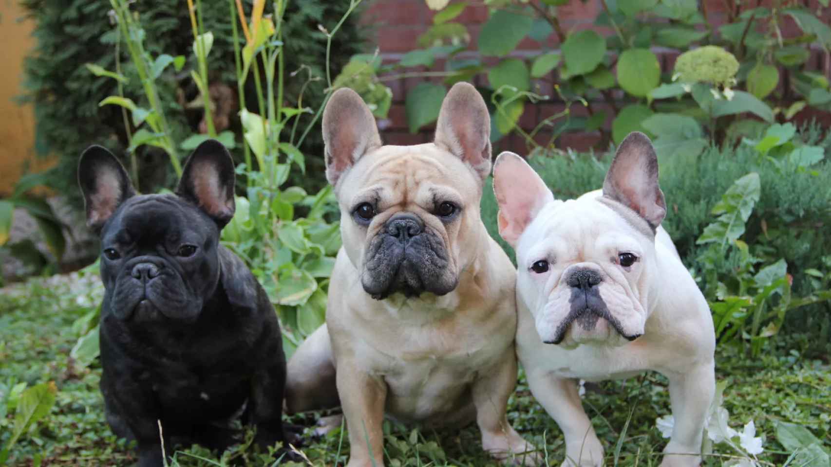 Un grupo de bulldogs franceses / Viquipèdia